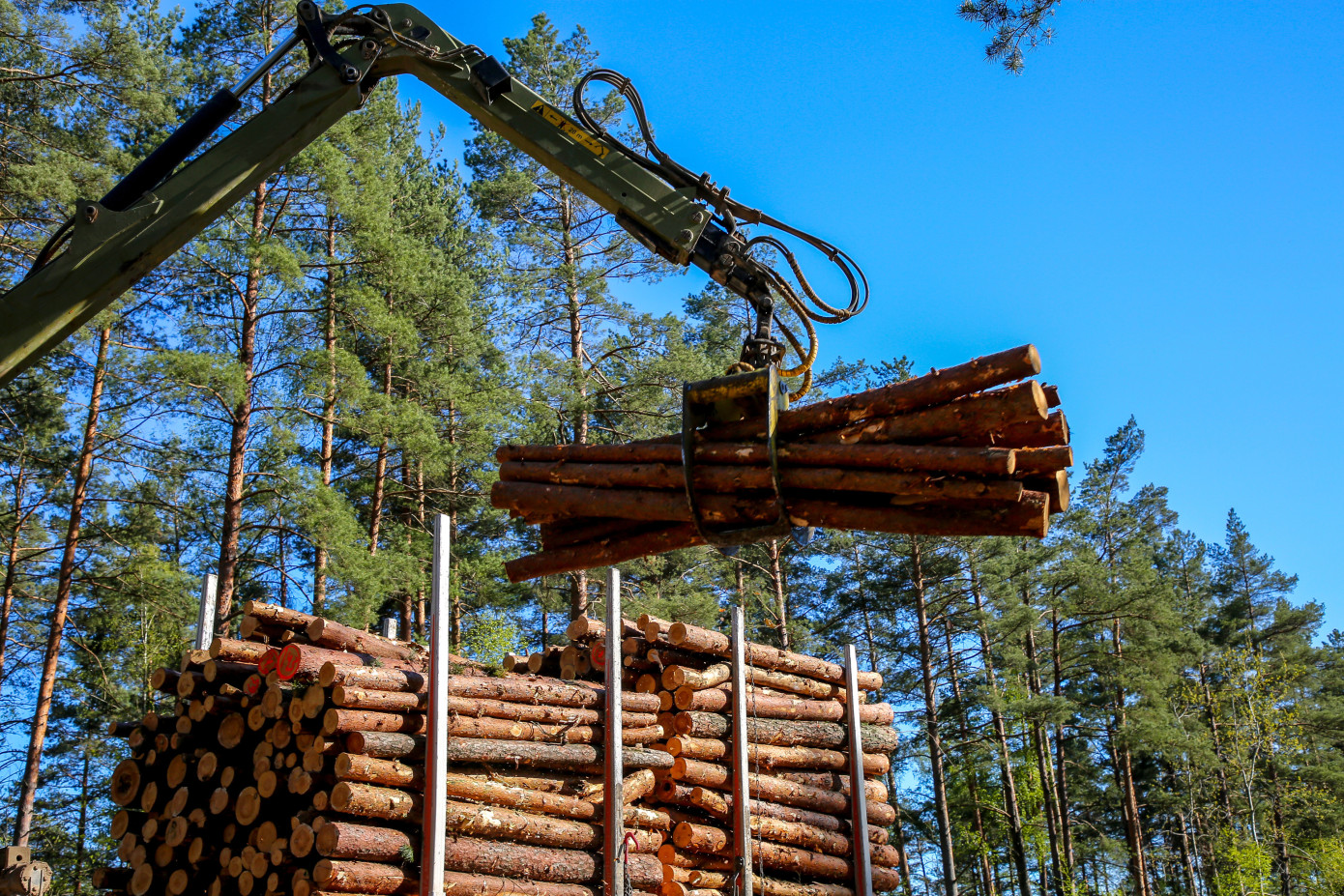 Trade shocks, rising costs, and policy shifts mark volatile year for the global forest industry