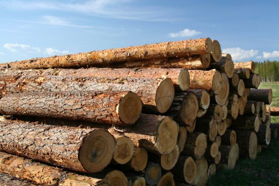 Slovenia: The value of purchased roundwood decreased by 25% in December