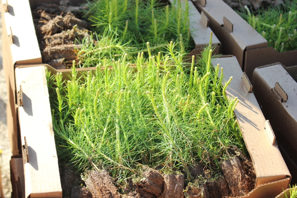 В Карелии начался весенний лесокультурный сезон