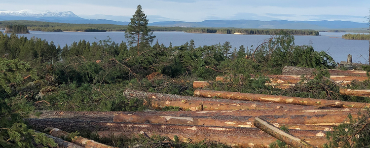 Sweden"s notified areas for final felling still less than 2019