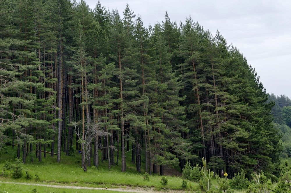 British Columbia decreased old-growth logging to record lows