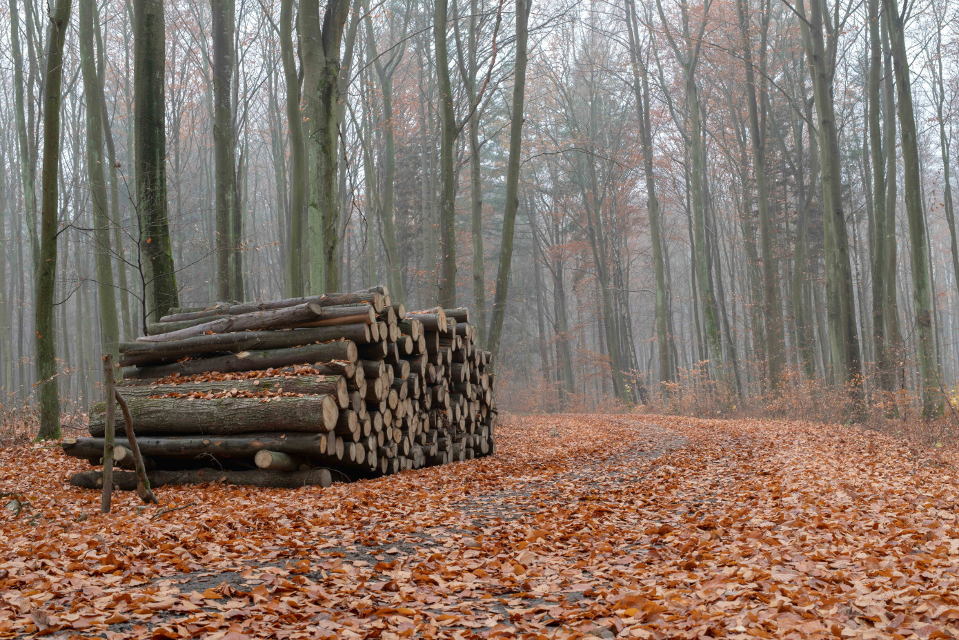 Sweden"s softwood sawlog stocks reach their lowest level in ten years