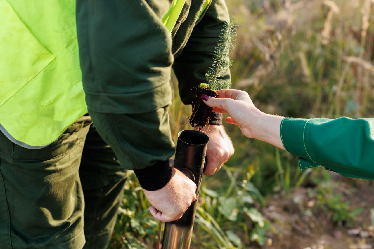 «Свеза» начала лесовосстановительный сезон