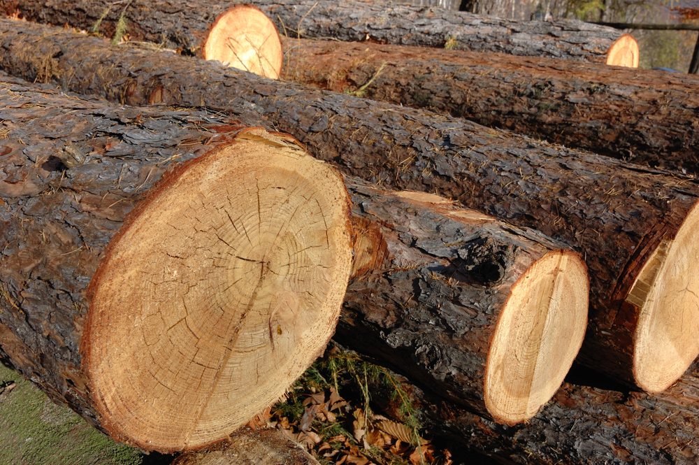 Exports of logs from Canada decline 61% in March
