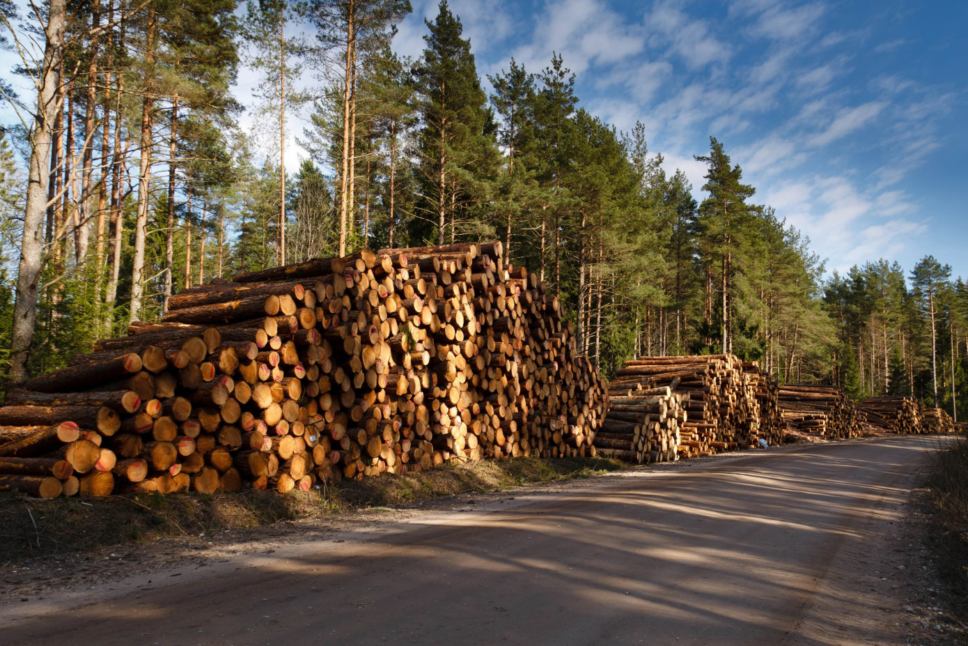Weyerhaeuser targets $1 billion profit gain with AI forestry tools