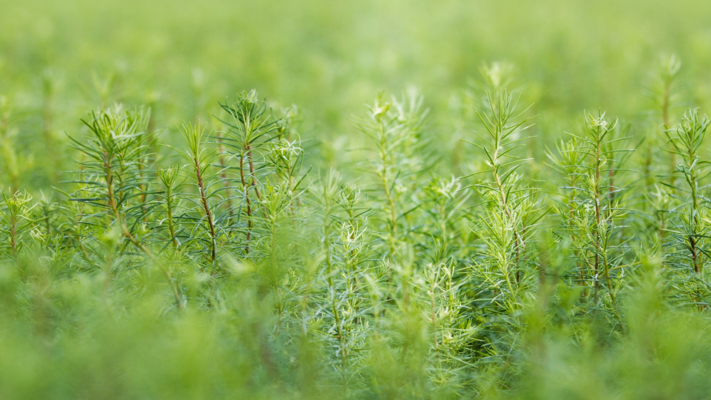West Fraser Timber and Lake Babine secure new timber license in British Columbia, Canada