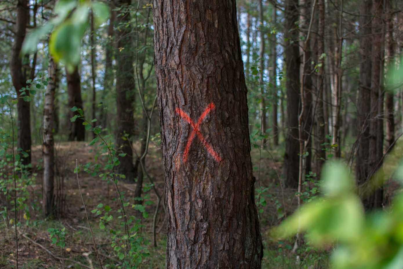 Рослесинфорг: 20% лесных участков в России переданы в аренду