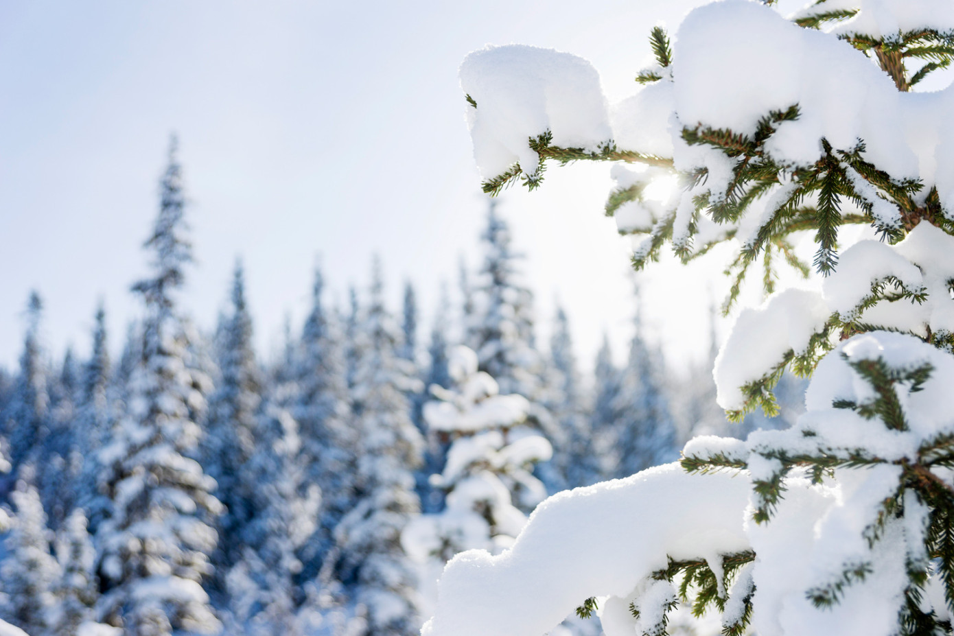 В январе 2025 г. площадь рубок главного пользования в Швеции выросла на 30%