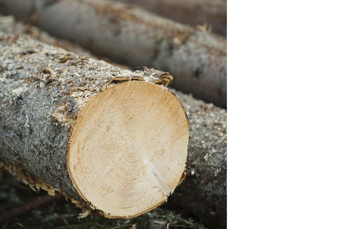 Sveaskog raises timber prices