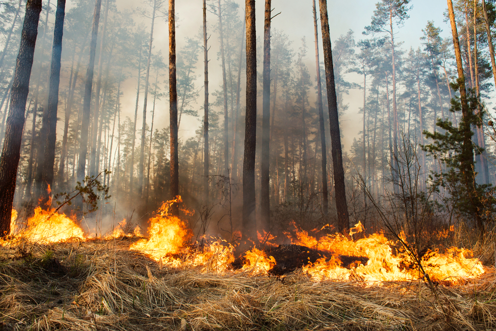 British Columbia expands camera network to detect and monitor wildfires