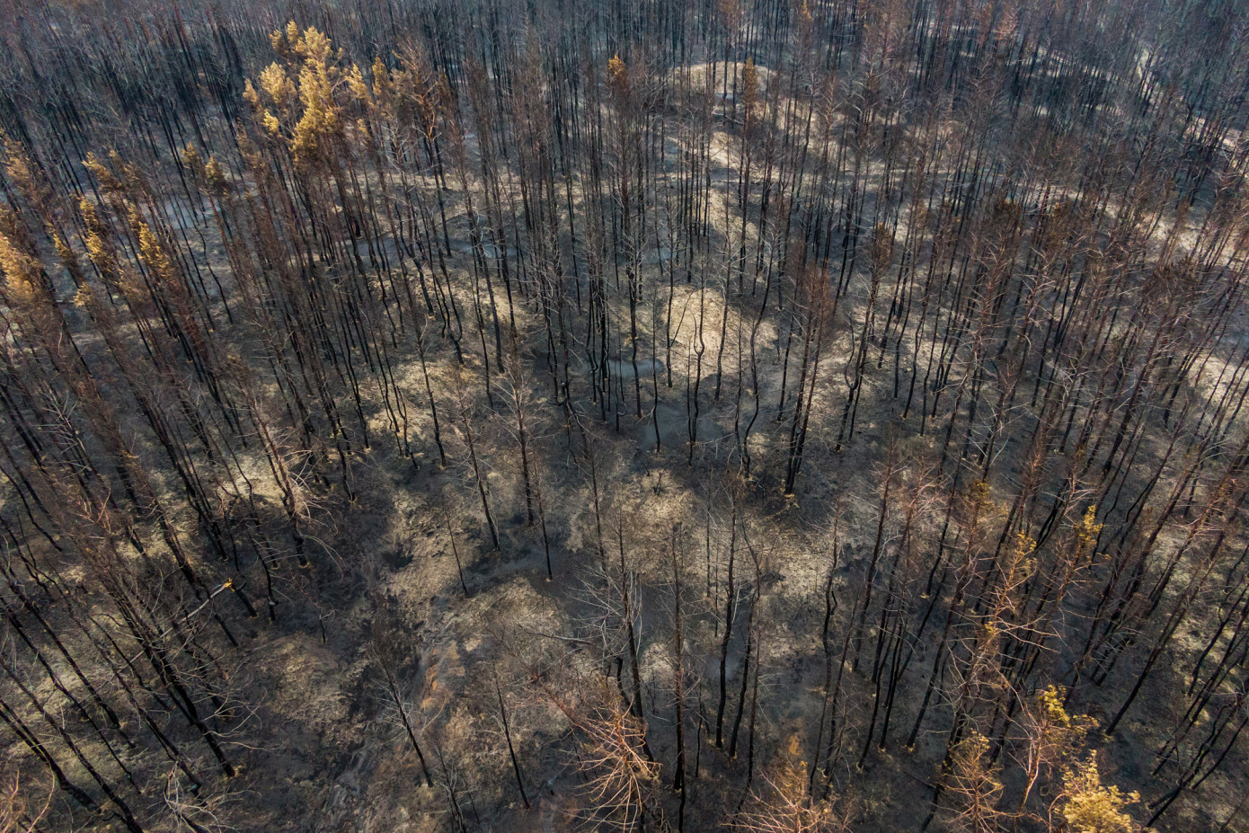 B.C. streamlines salvage of wildfire-damaged timber
