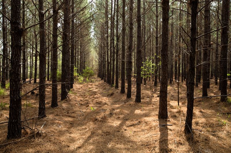 Ingka Group приобрела более 4 тыс. га леса на юго-востоке США