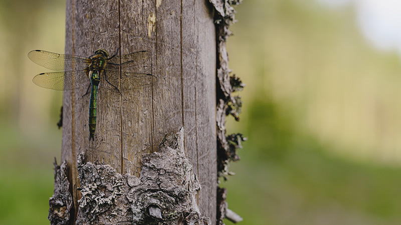 UPM introduces new biodiversity services for Finnish forest owners