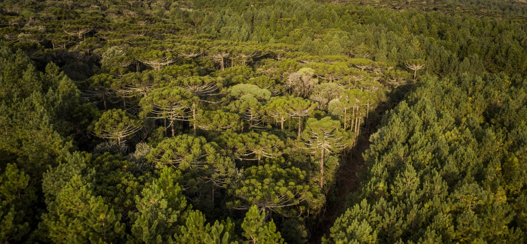 Klabin acquires Arauco"s forestry operation in Paraná, Brazil