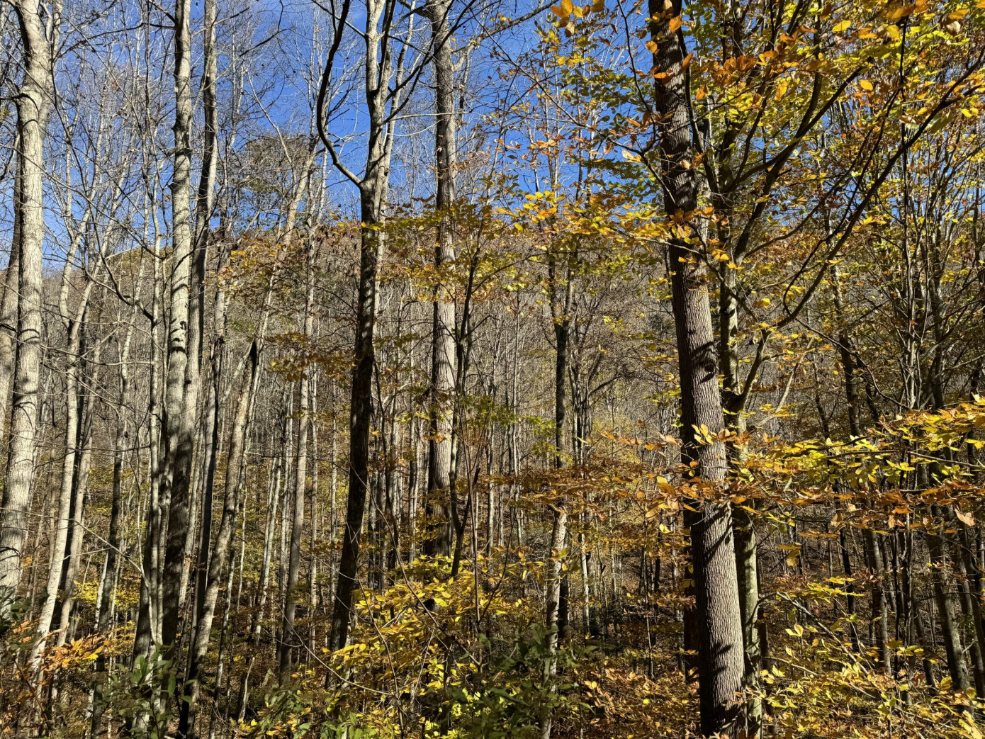 Eastwood Forests купила лесные участки на востоке США