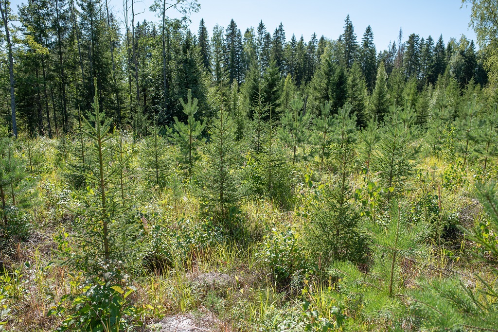 Metsä Group and forest owners planted 270 million trees in 2010-2020
