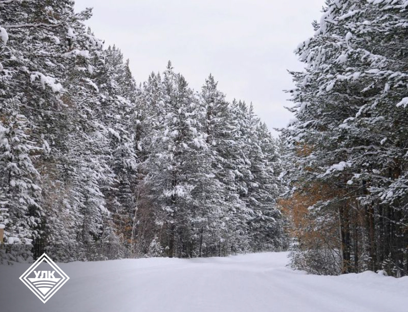 Устьянский леспромхоз готовит более 100 км зимних маршрутов для вывозки древесины