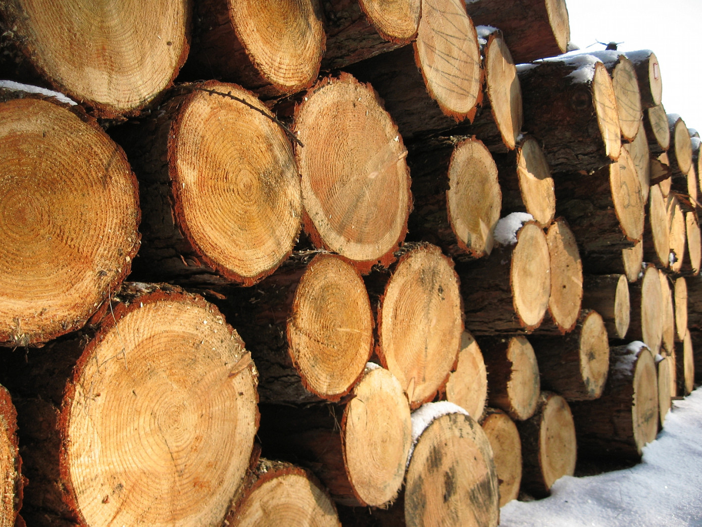 В 2023 г. в России было перевезено 355,7 млн м3 лесоматериалов