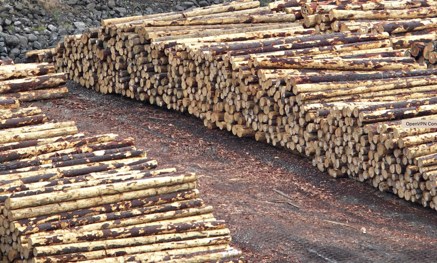 China log inventory drops in May as New Zealand pine supply shifts