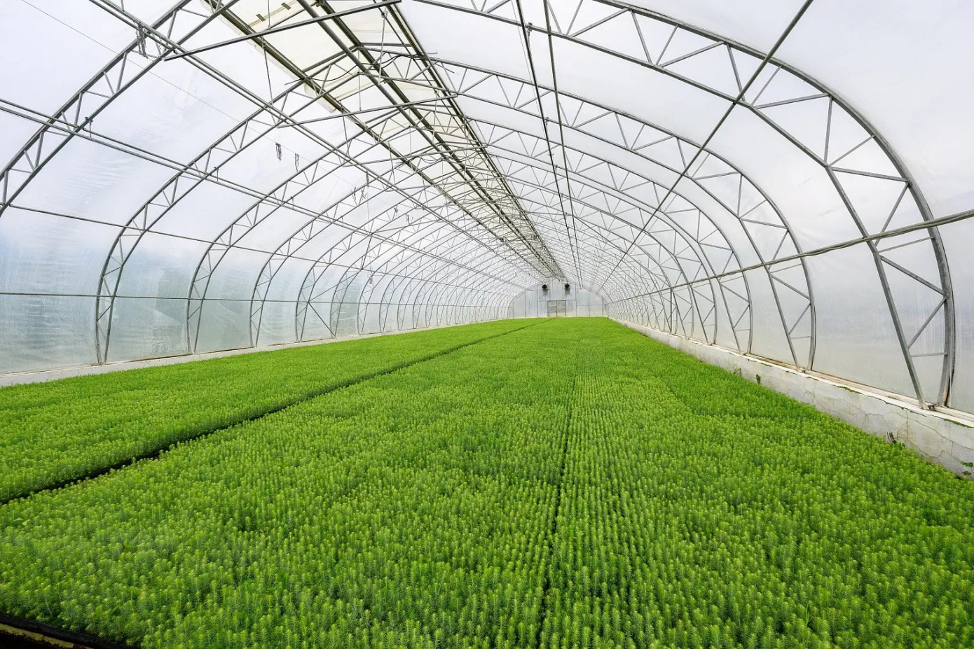 В 2025 г. лесопитомник СЛПК вырастил более 8 млн сеянцев сосны и ели