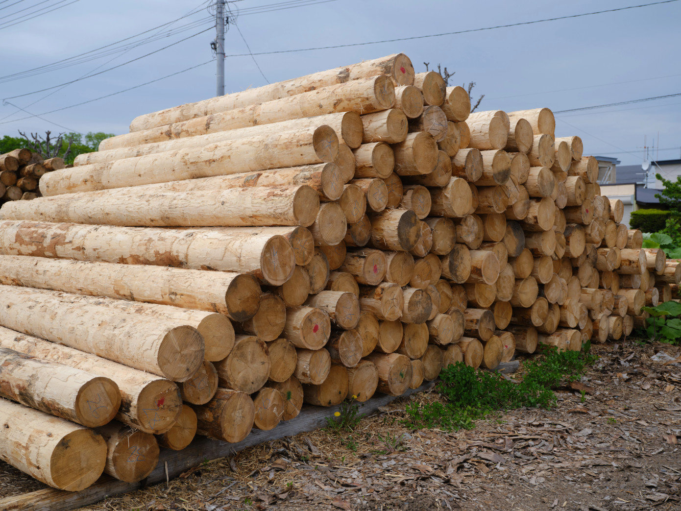 In April, price for logs exported from New Zealand down 4%