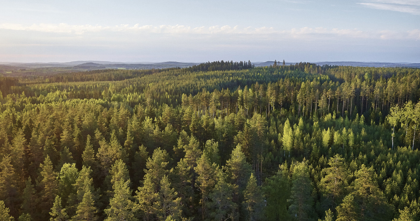 Metsä Group adopts regenerative forestry principles