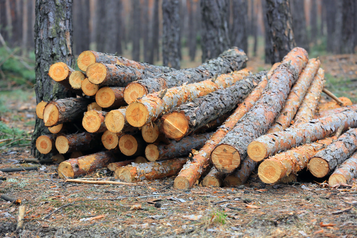 В феврале 2024 г. Финляндия увеличила заготовку древесины на 2%