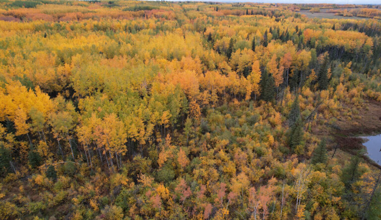 Alberta government renews joint forest management agreement with three companies