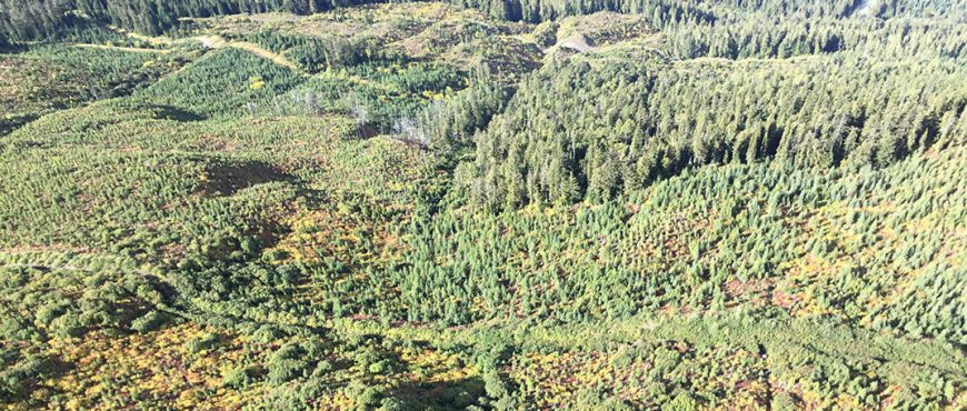 The Forest Practices Board released audit of Cooper Creek Cedar operations
