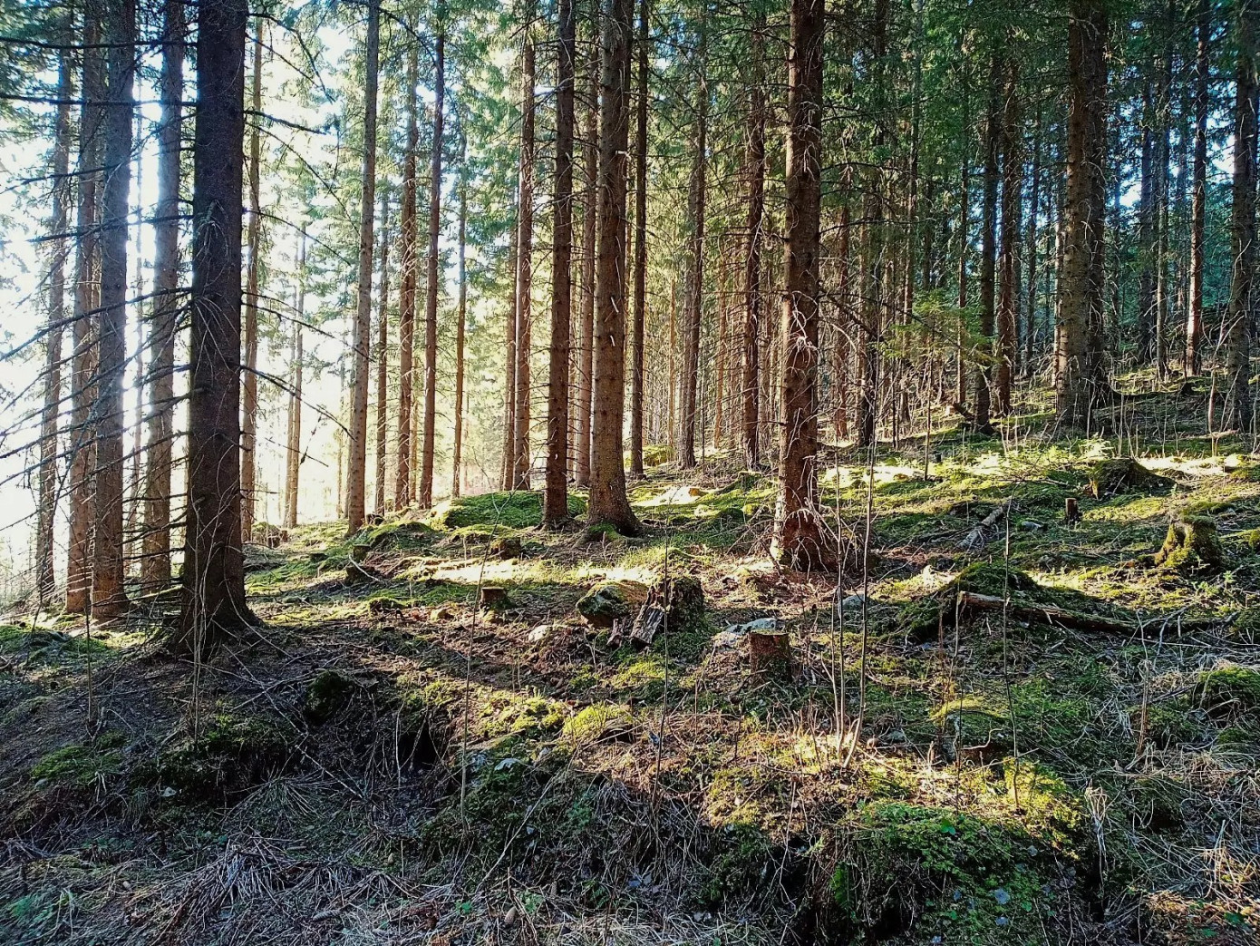 Inter IKEA Group to acquire 24,000 hectares of Baltic forests from CapMan