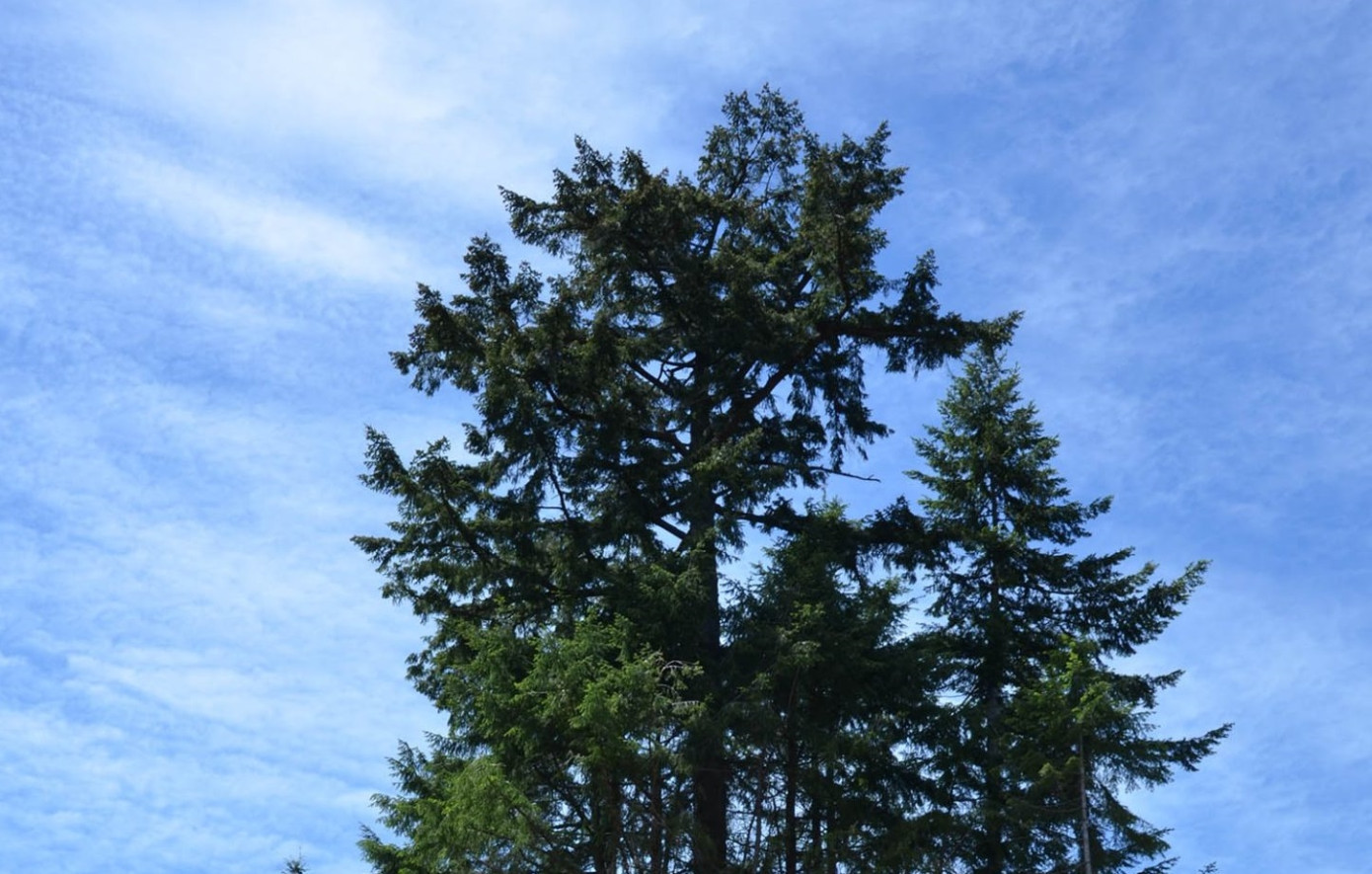 BC Forest Practices Board to audit forestry operations near Merritt