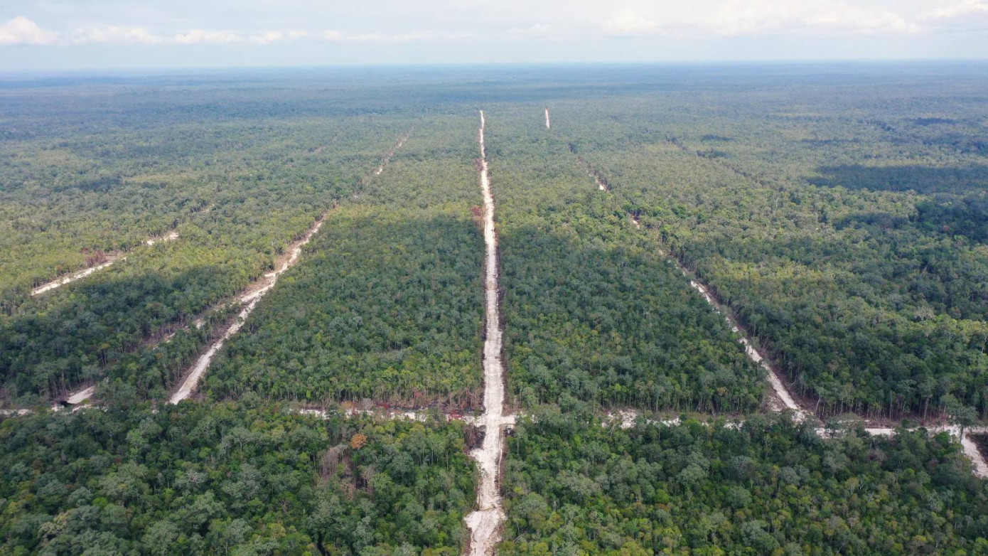 Orangutan habitat and forests in Borneo face imminent destruction, Earthsight and Auriga investigation reveals