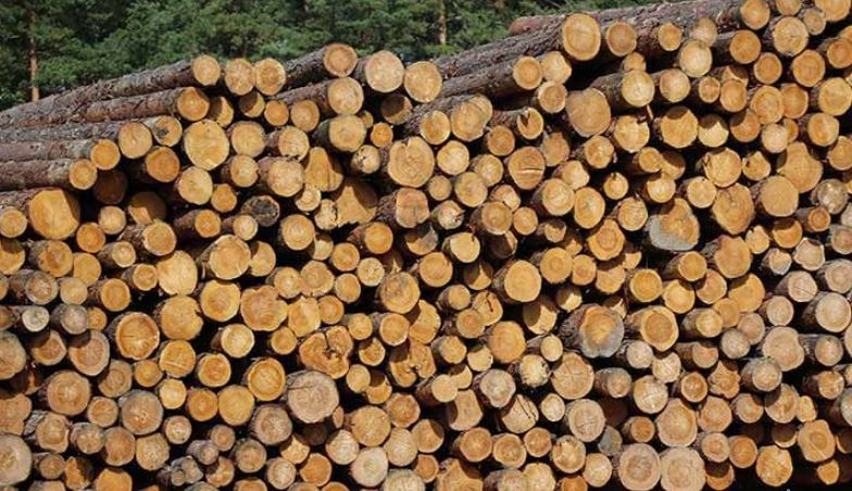 Рослесхоз: запрет на экспорт необработанной древесины может коснуться деятельности 4 тыс. организаций