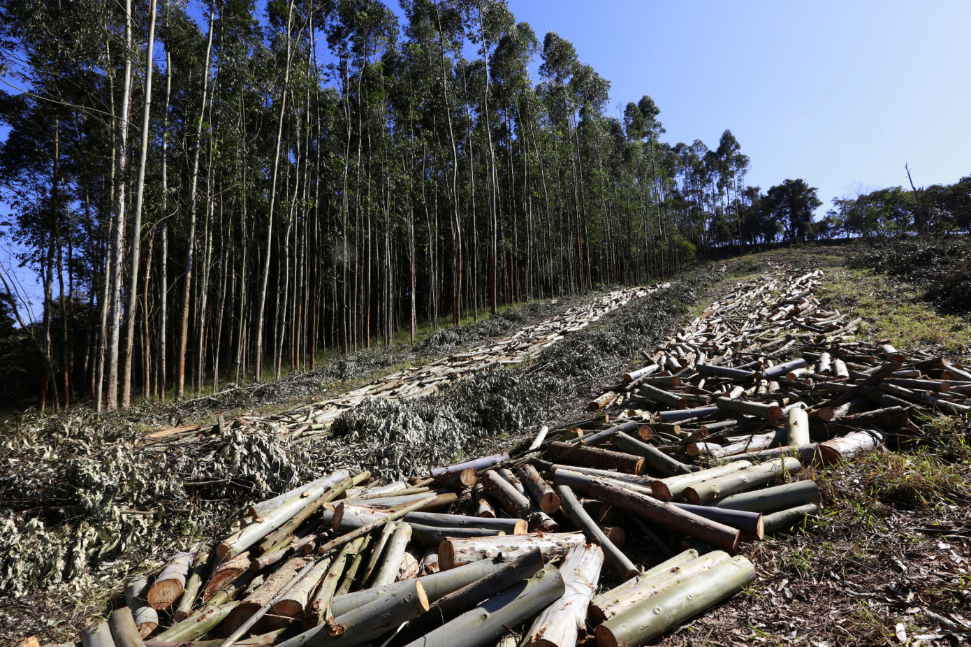 В марте цена на импортный хвойный круглый лес в Китае опустилась на 1,2%