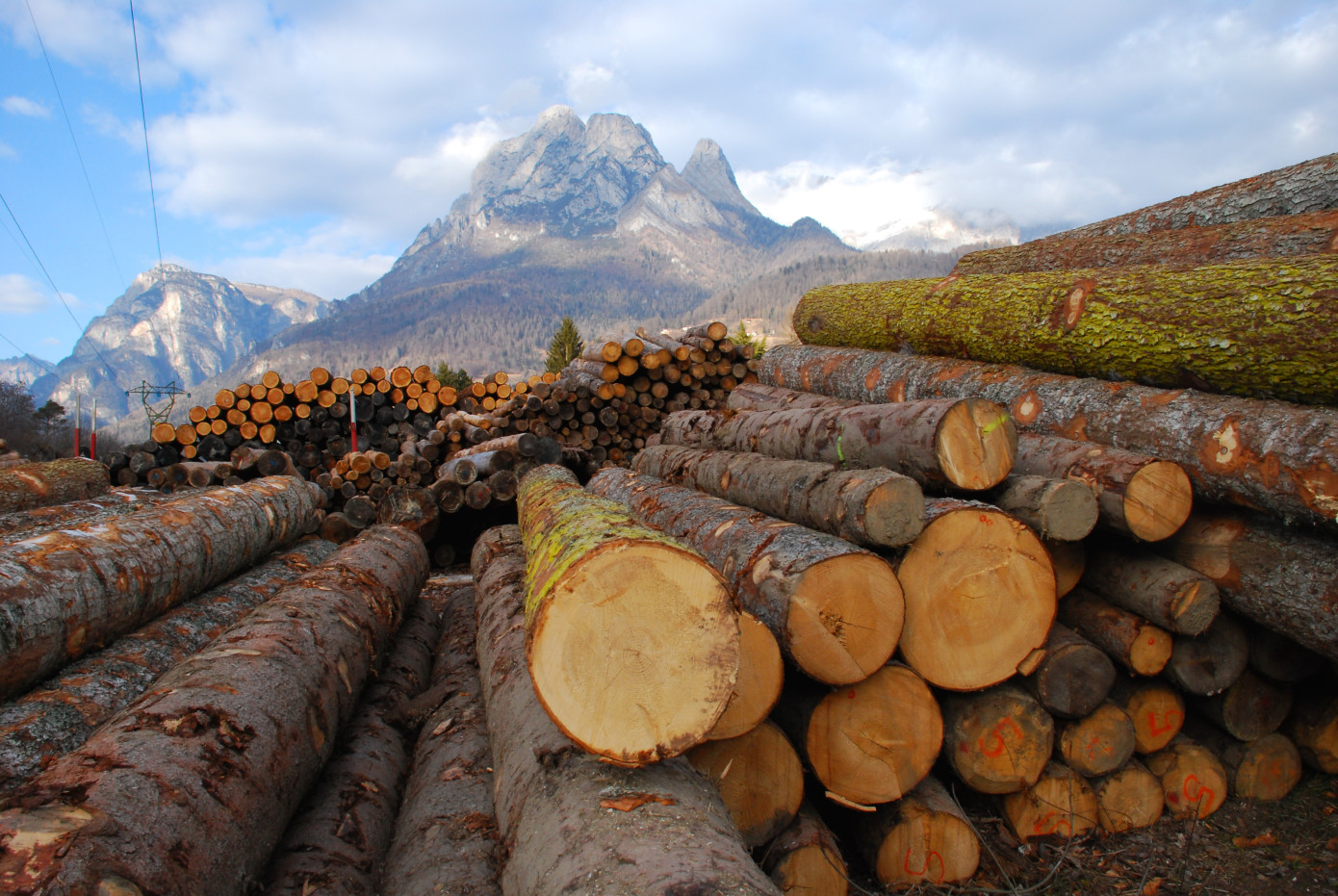 Экспорт круглого леса из Новой Зеландии подскочил в феврале на 33%