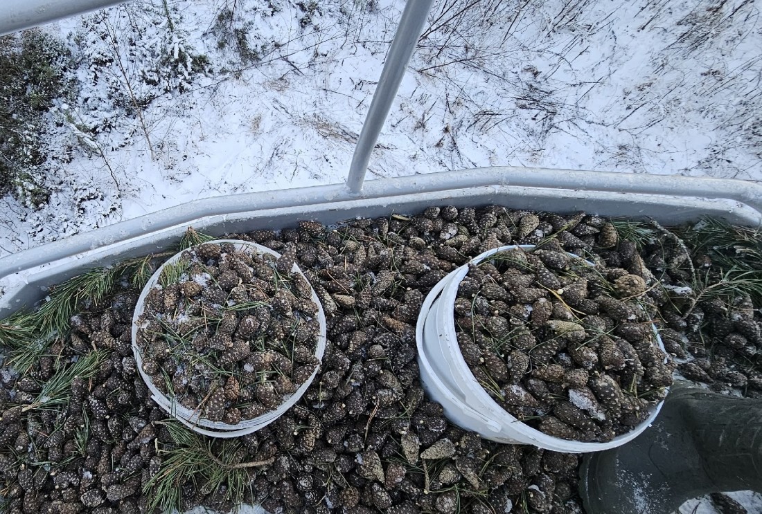 В Карелии идет заготовка семян для будущих лесов