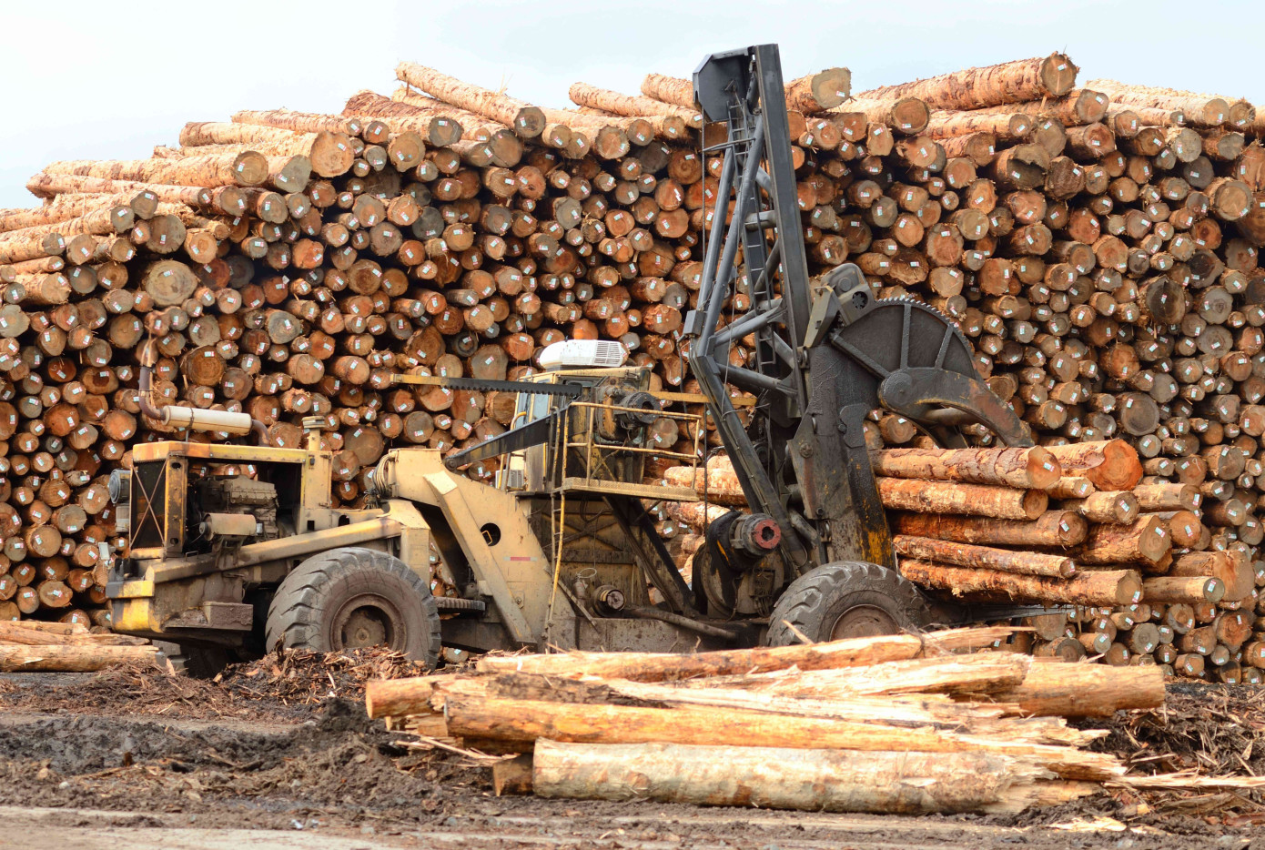Log harvests in Finland reach 62 million m3 in 2024 with 2% annual increase