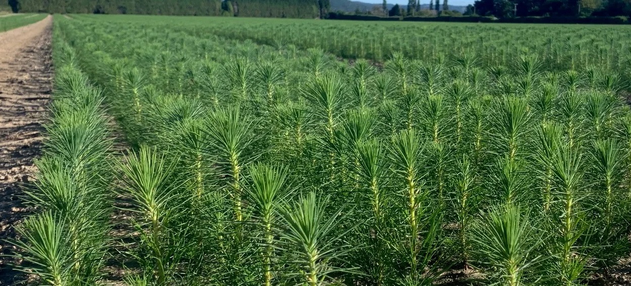 PF Olsen acquires Rotorua Forest Nursery in New Zealand