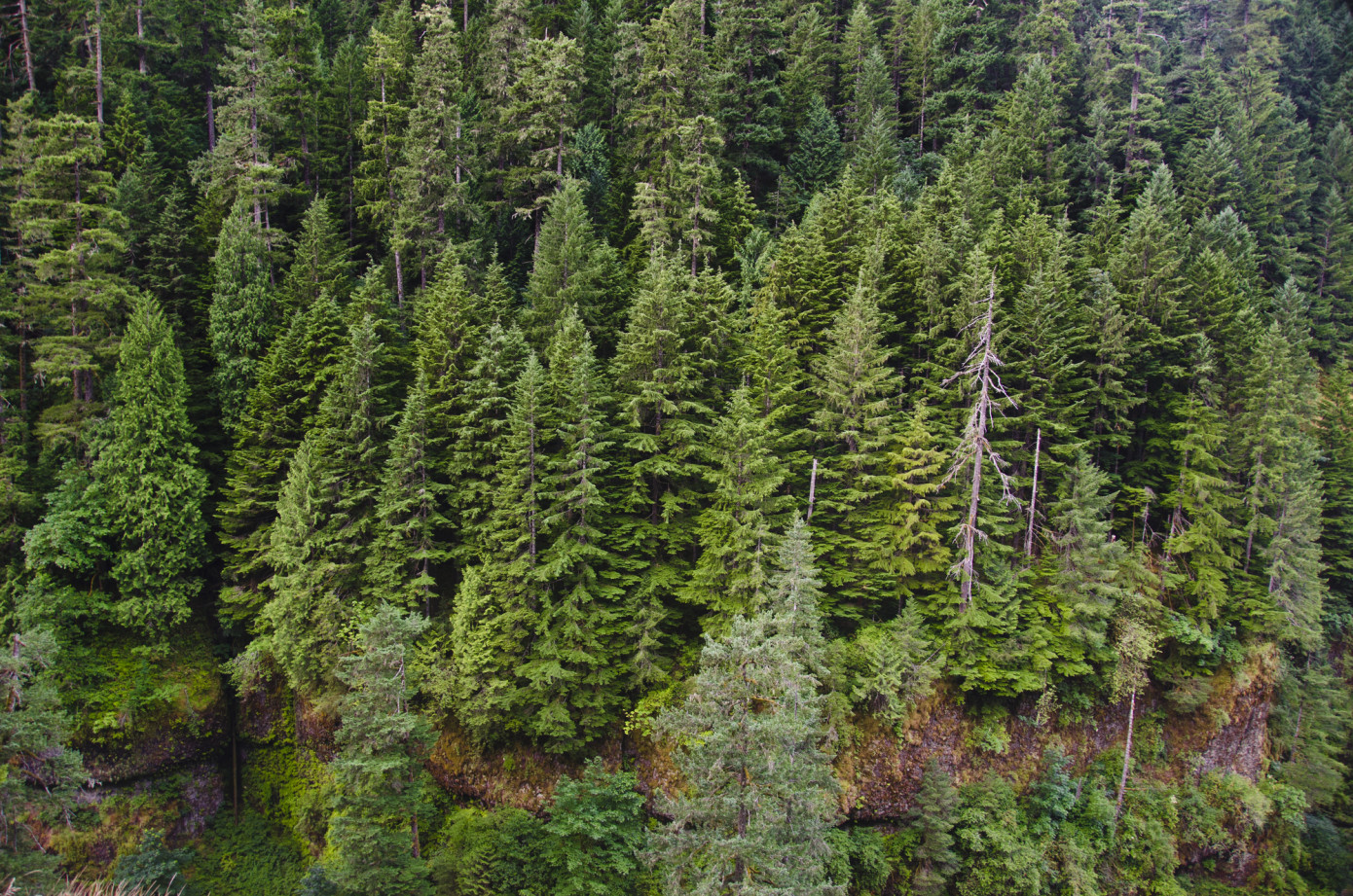 BLM starts Oregon forest plans revision, seeks comments by March 23