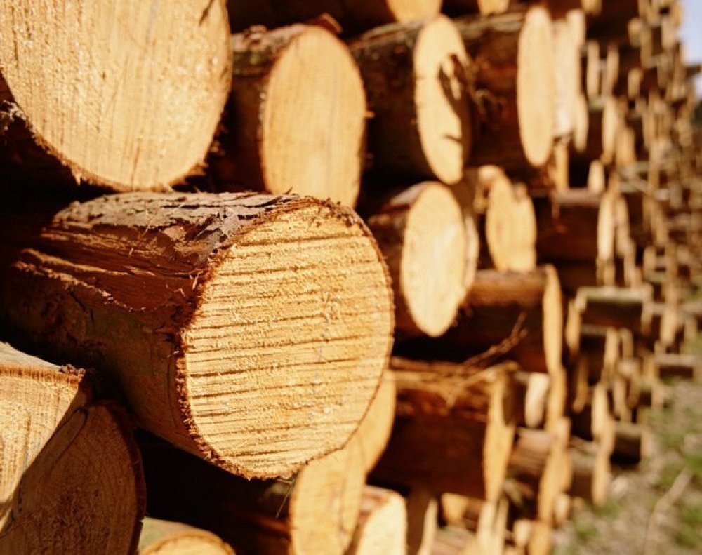 К концу 2021 г. Украина может разрешить экспорт древесины