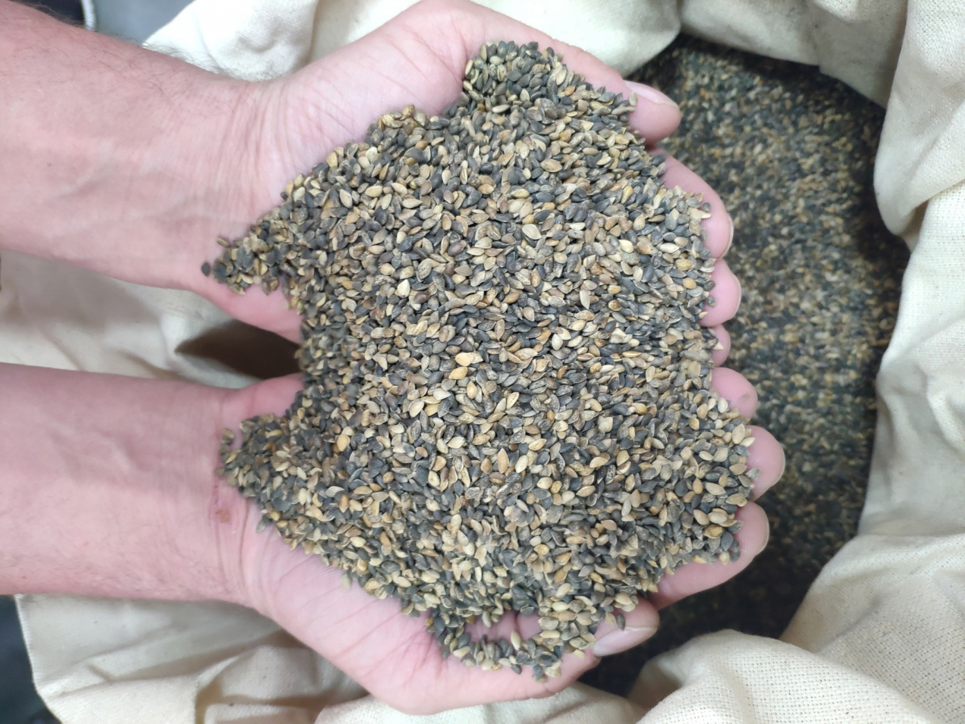 Компания «Краслесинвест» закупила 121 кг семян сосны обыкновенной