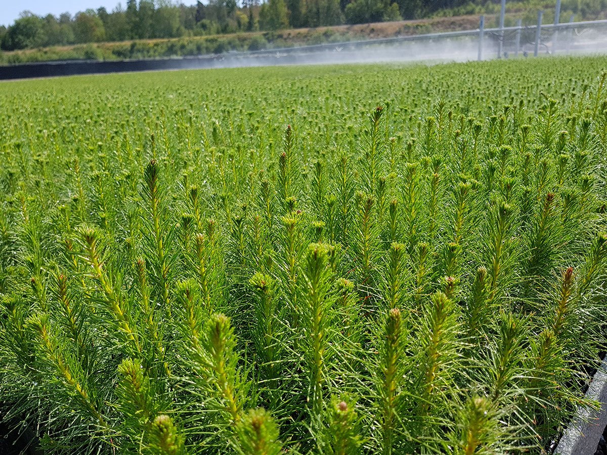 Sweden: Seedling deliveries increased by 2% in 2023