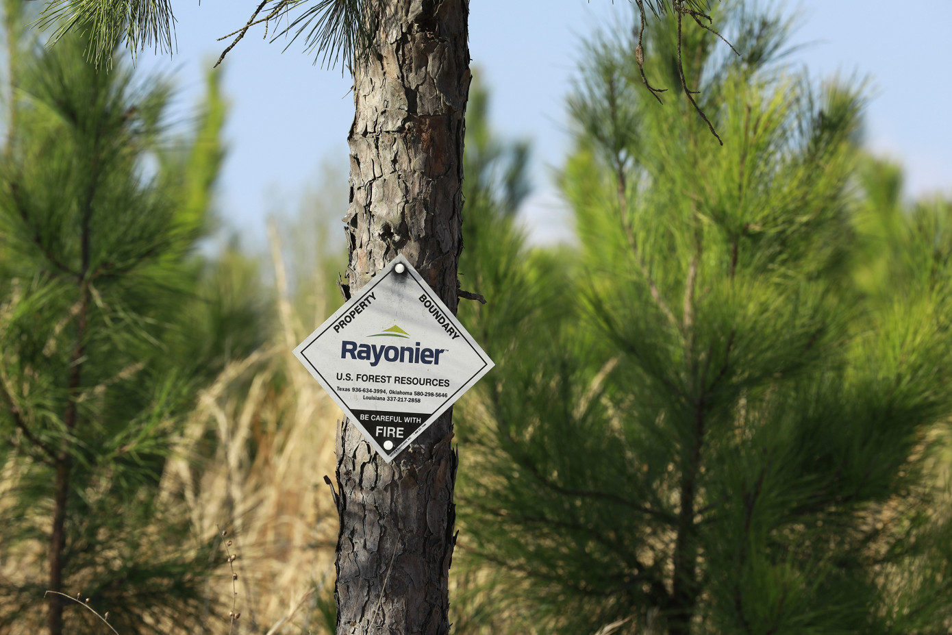 В 3 кв. 2025 г. выручка Rayonier Inc. выросла на 43%