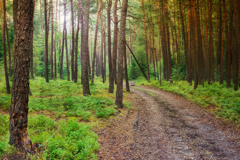 «Открытый лес» масштабирует технологию автоматизированного учета лесных ресурсов
