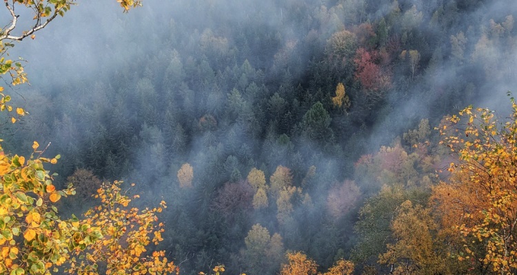 SUNY Cobleskill receives $5.8 million to reduce wildfire risk