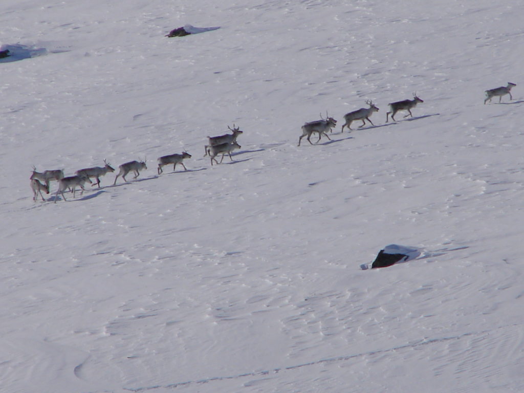 Mondi и WWF России продолжают партнерство для сохранения дикого северного оленя