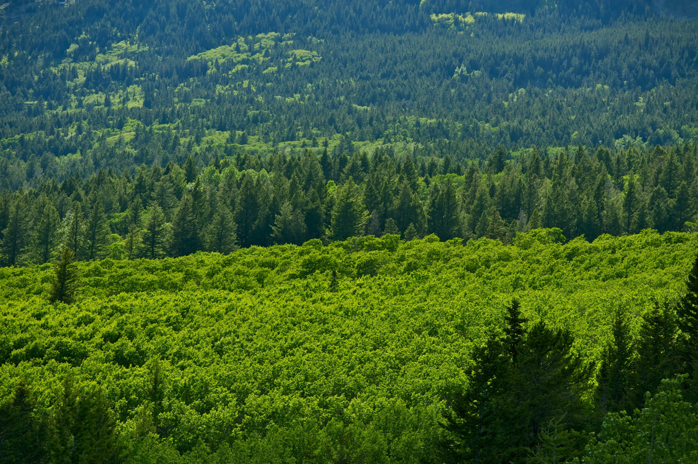 U.S. forest sector groups urge Trump to act on timber supply crisis