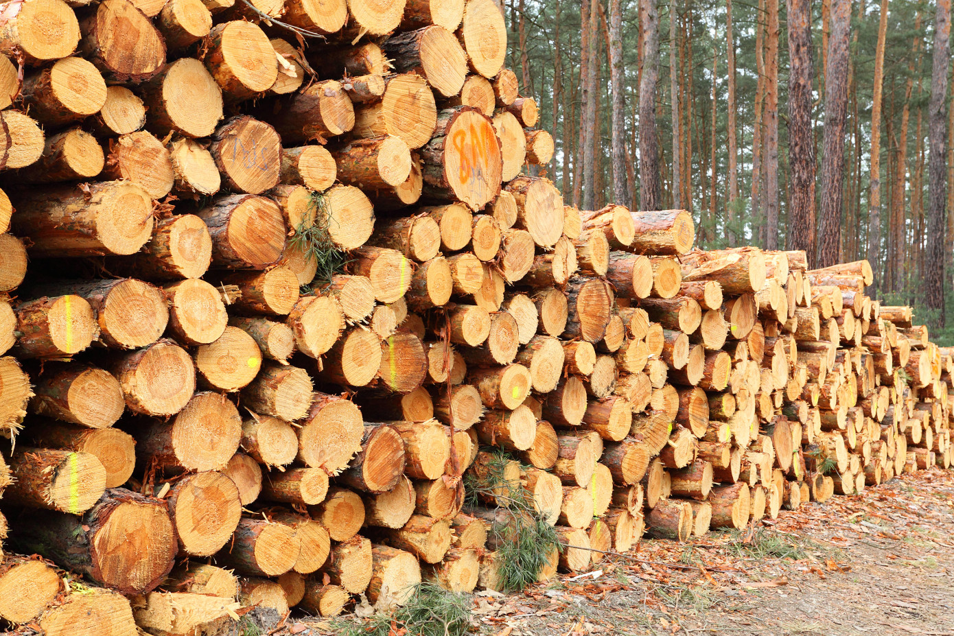 Finnish roundwood consumption down 6% in 2023