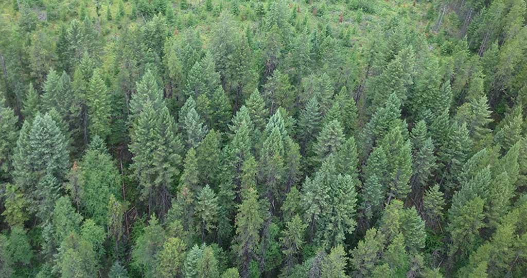 Forest Practices Board to audit stand-level biodiversity practices in Mackenzie District, Canada