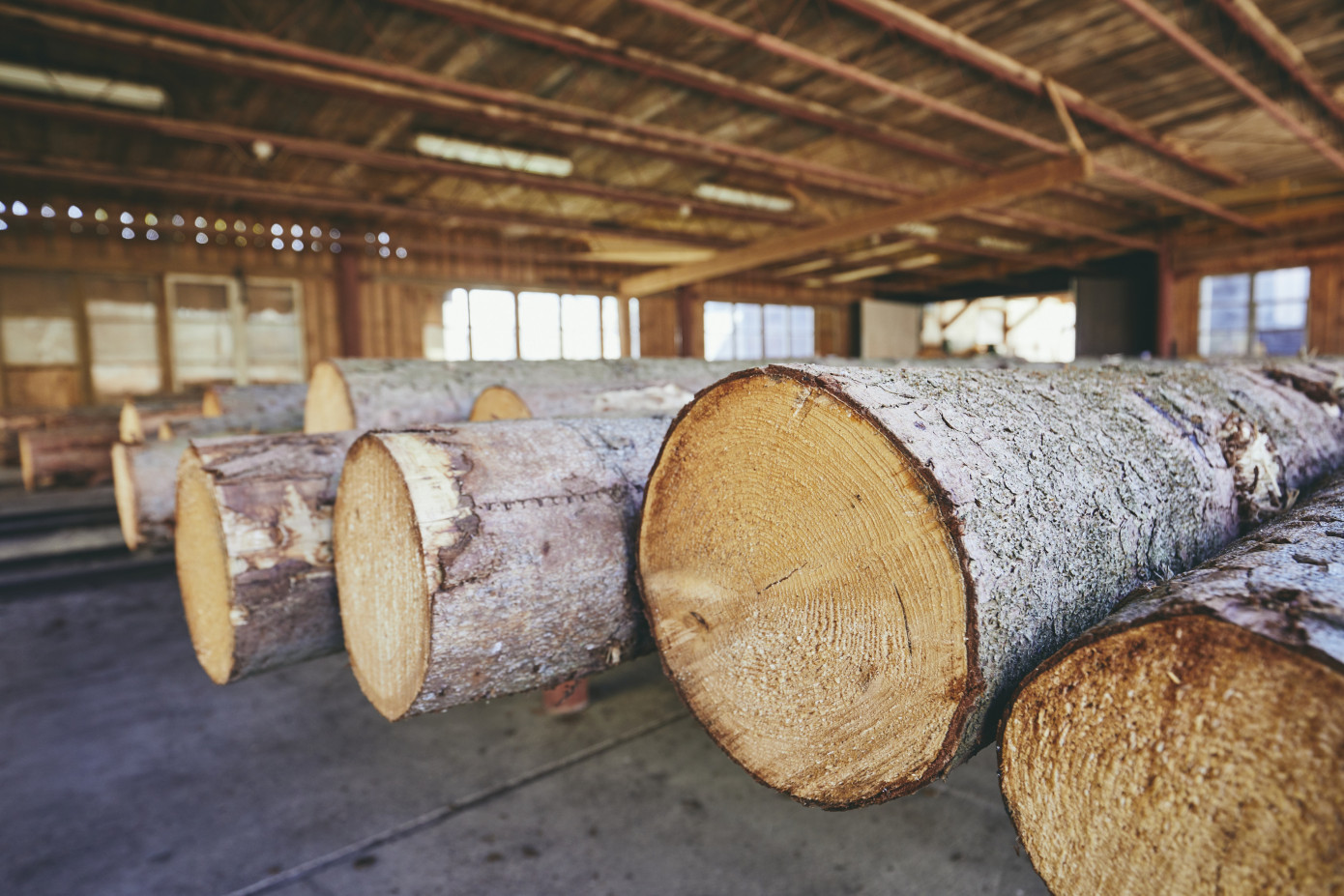 In October, price for logs imported to Japan contracts 10%